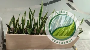 lidah mertua di planter box area lobi