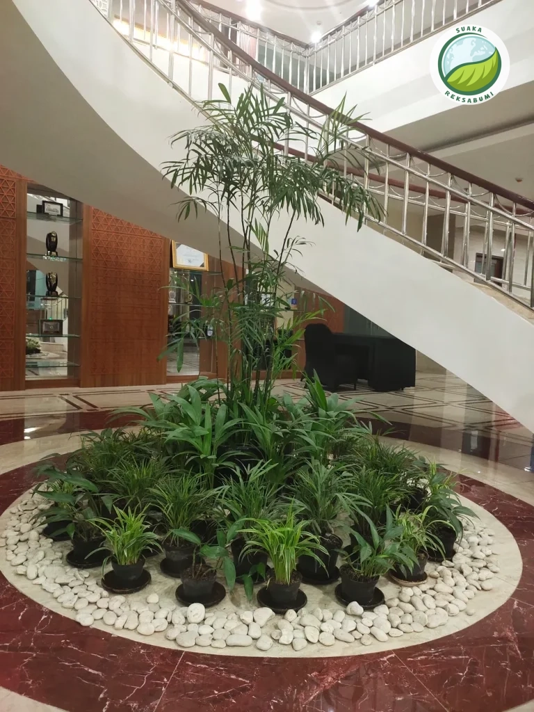 tanaman palem kuning di area resepsionis