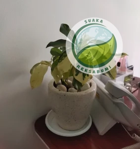 tanaman sirih gading di meja kerja