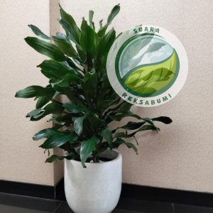 Andong Keriting | Cordyline Fruticosa