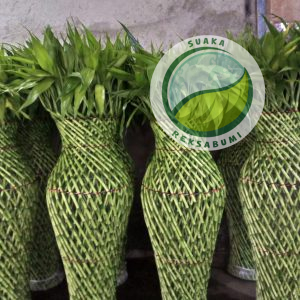 Bambu Kepang | Lucky Bamboo