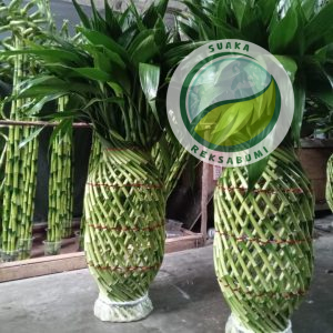 Bambu Nanas | Lucky Bamboo Pineapple Style