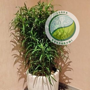 Belut Suji | Snake Plant