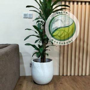 Hanjuang Besi | Dracaena fragrans