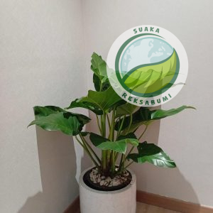Philodendron Marbel
