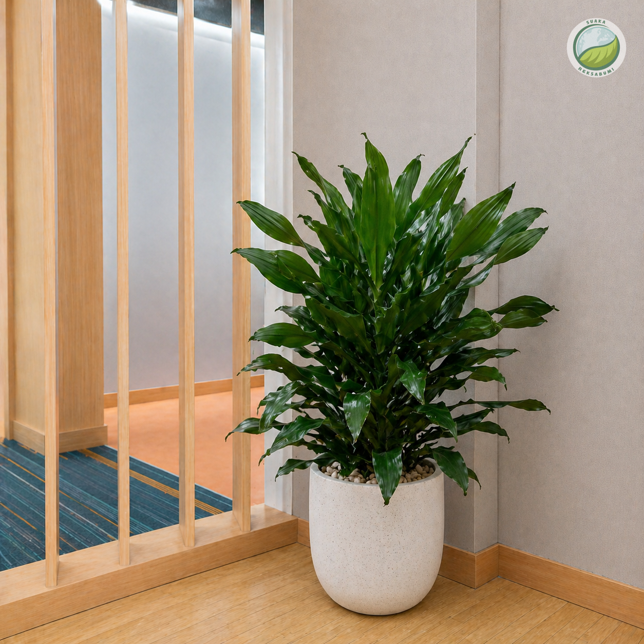 Andong Keriting | Cordyline Fruticosa