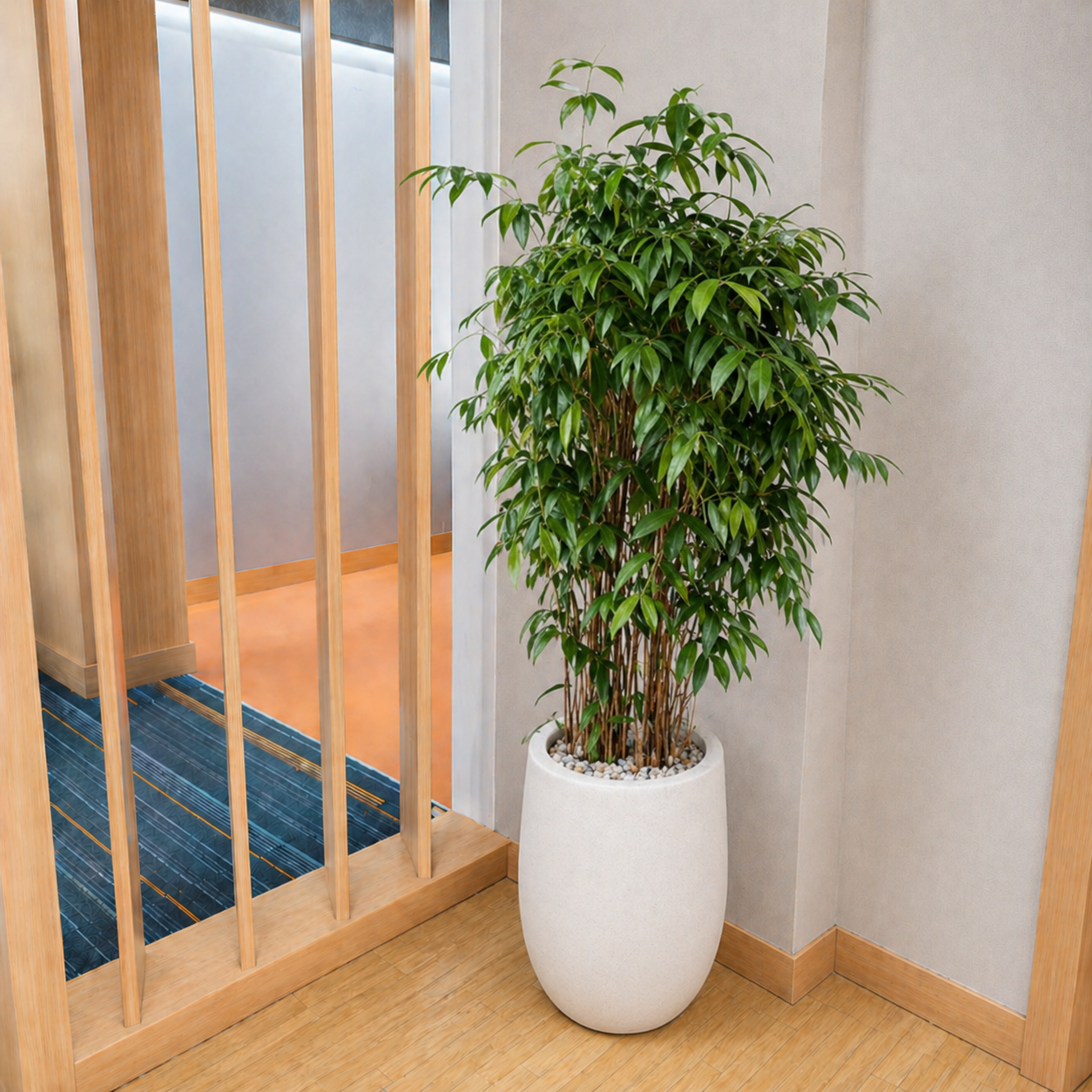 Bambu Cina | Bamboo