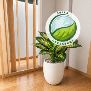 Blanceng | Calathea