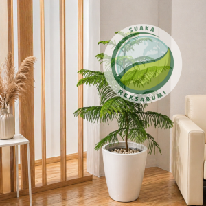 Cemara Hias | Cypress Plant