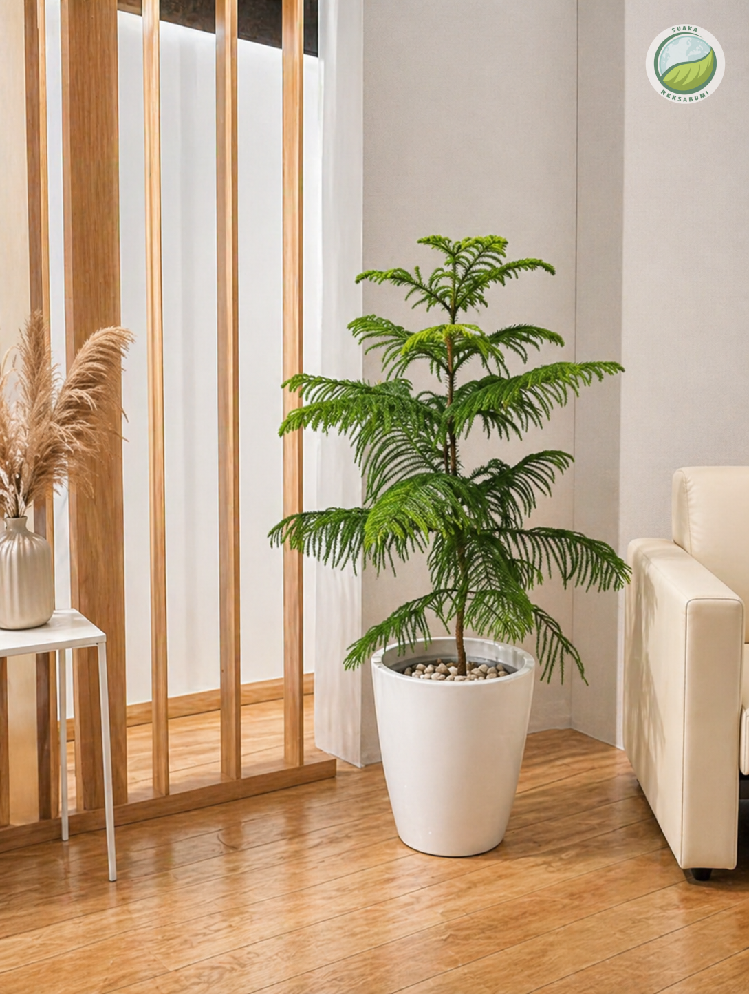 Cemara Hias | Cypress Plant