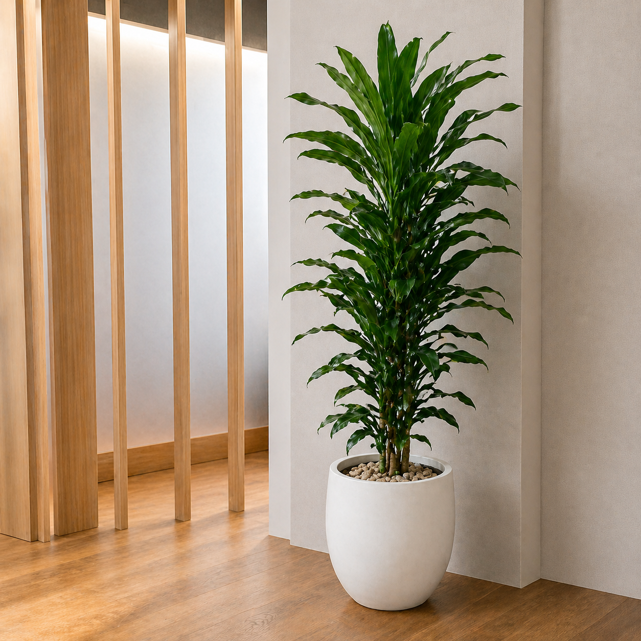 Hanjuang Keriting | Cordyline