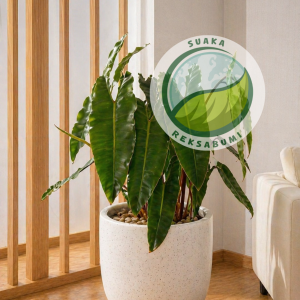 Philodendron Kabel Busi | Philodendron Billietiae