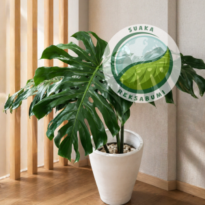 Monstera | Monstera Deliciosa