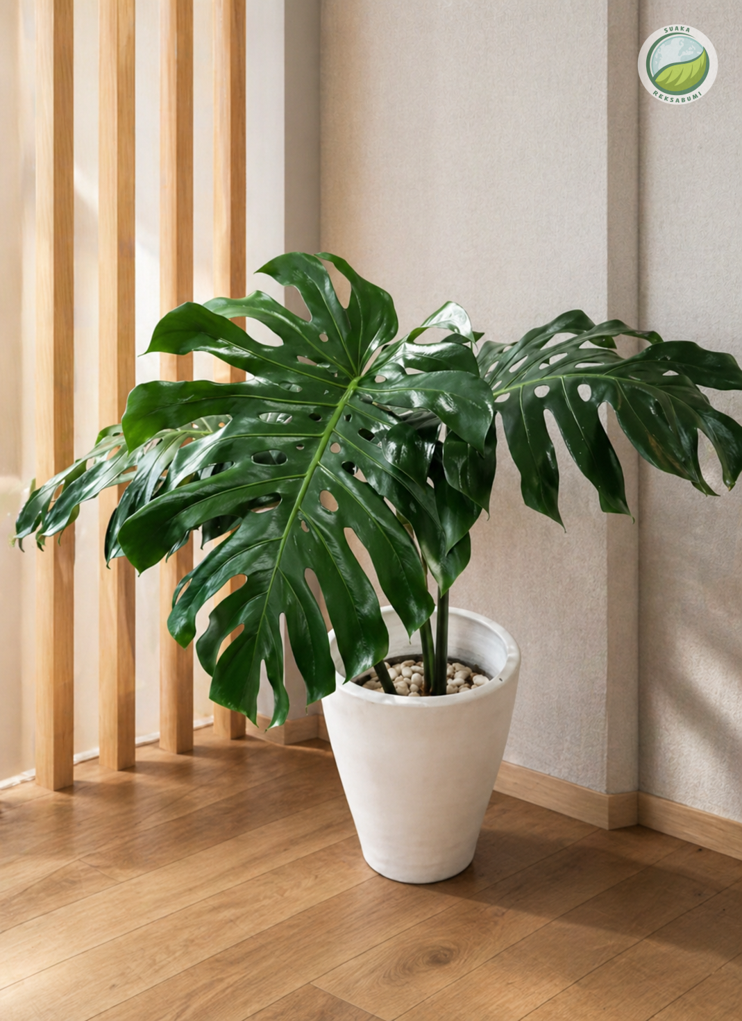 Monstera | Monstera Deliciosa