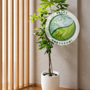 Pachira Aquatica | Money Tree