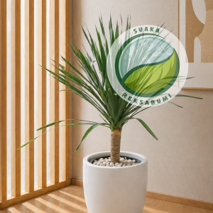 Pandan Bali | Screwpine (Pandanus veitchii)