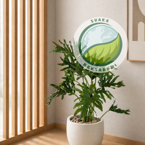 Philo Jari | Philodendron Selloum