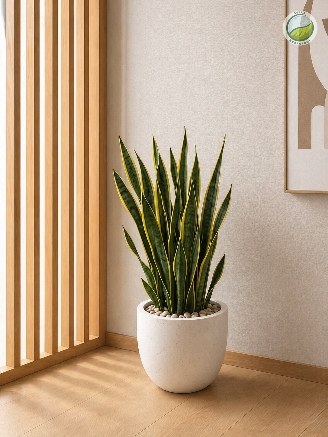Sansevieria | Lidah Mertua