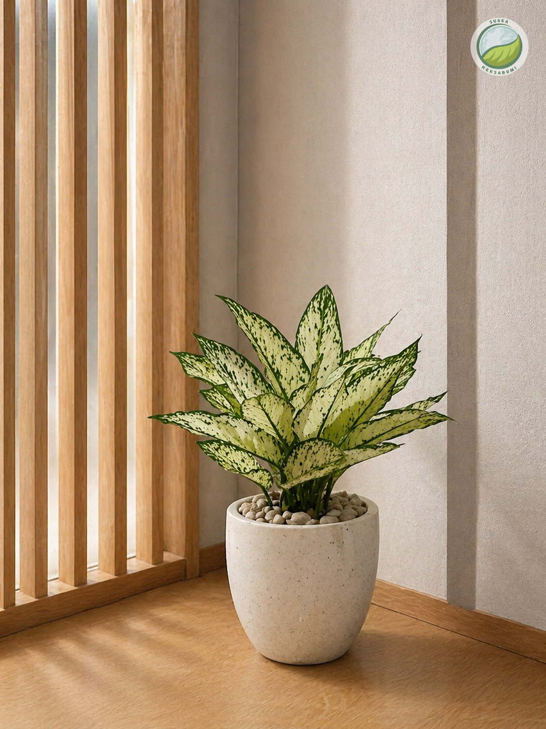 Snow White | Philodendron Snow White