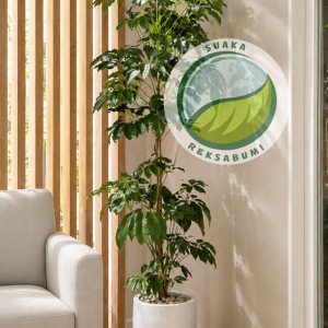 Walisongo Daun Besar | Schefflera